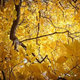 Illustration for article titled Shooting Challenge Fall Leaves Gallery 9